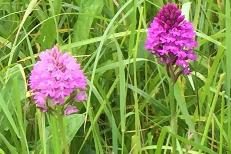 2021 - First surfacing of 17 Pyramid Orchids